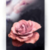 Plakat / canvas / akustik: Rose No. 1 (MIDSOMMER) Artworks > Populær