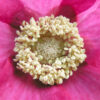 Rubus Odoratus af Pauline Snoeijs Illux Art shop - Fotokunst - Pauline Snoeijs