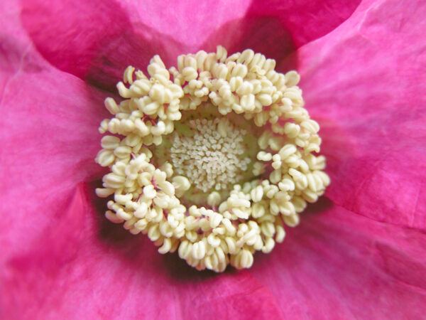 Rubus Odoratus af Pauline Snoeijs Illux Art shop - Fotokunst - Pauline Snoeijs