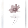 Plakat / canvas / akustik: Simpel blomst (Faded) Artworks > Beautiful