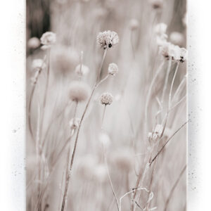 Plakat / canvas / akustik: Soft flower field (Bright) Artworks > Beautiful