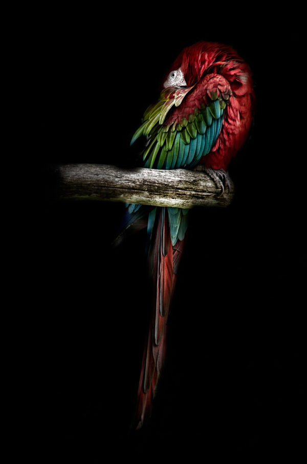 The Red Parrot af Gustavo Orensztajn Illux Art shop - Fotokunst - Gustavo Orensztajn