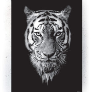 Plakat / Canvas / Akustik: Tiger / sort (Animals) Plakater > Sort / Hvid plakater