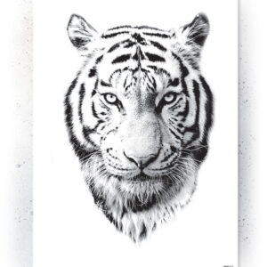 Plakat / Canvas / Akustik: Hvid Tiger (Animals) Plakater > Sort / Hvid plakater