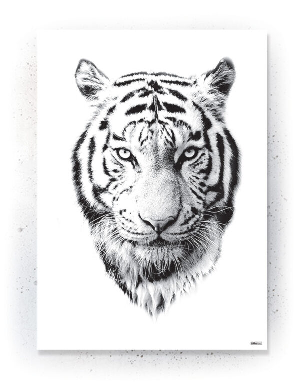 Plakat / Canvas / Akustik: Hvid Tiger (Animals) Plakater > Sort / Hvid plakater