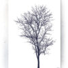 Plakat / canvas / akustik: Træ silhouette (MIDSOMMER) Artworks > Populær