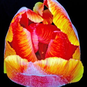 Tulipa 1 af Pauline Snoeijs Illux Art shop - Fotokunst - Pauline Snoeijs