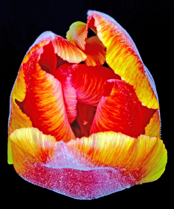 Tulipa 1 af Pauline Snoeijs Illux Art shop - Fotokunst - Pauline Snoeijs