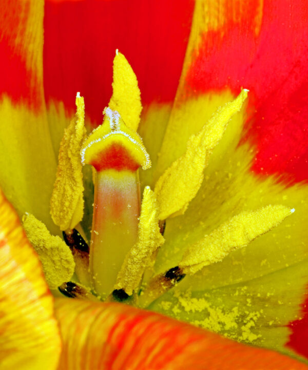 Tulipa 2 af Pauline Snoeijs Illux Art shop - Fotokunst - Pauline Snoeijs
