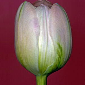 Tulipa 3 af Pauline Snoeijs Illux Art shop - Fotokunst - Pauline Snoeijs
