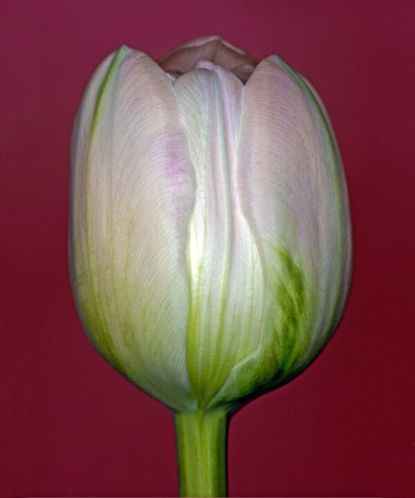 Tulipa 3 af Pauline Snoeijs Illux Art shop - Fotokunst - Pauline Snoeijs