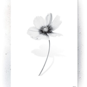 Plakat / Canvas / Akustik: Hvid blomst (Black) Plakater > Sort / Hvid plakater