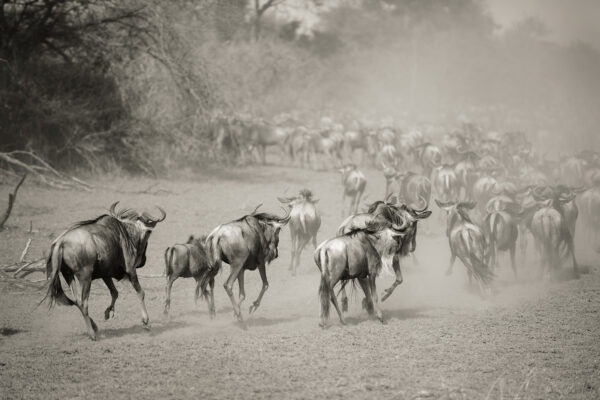 Wilderbeest in Serengeti af Julie Aucoin Illux Art shop - Fotokunst - Julie Aucoin