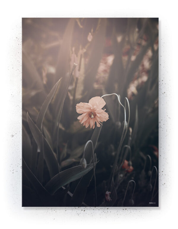 Plakat / Canvas / Akustik: Wildflower (Withered) Plakater > Natur plakater