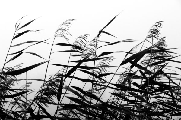 Windy weed black white af Kirsten Stigsgaard Illux Art shop - Fotokunst - Kirsten Stigsgaard
